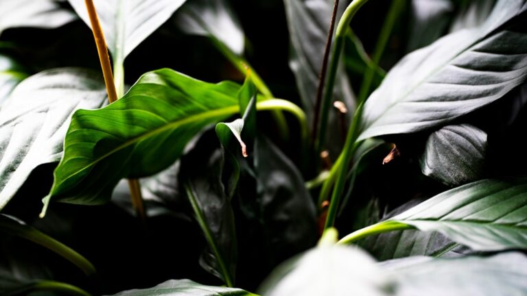 Photo Peace lily