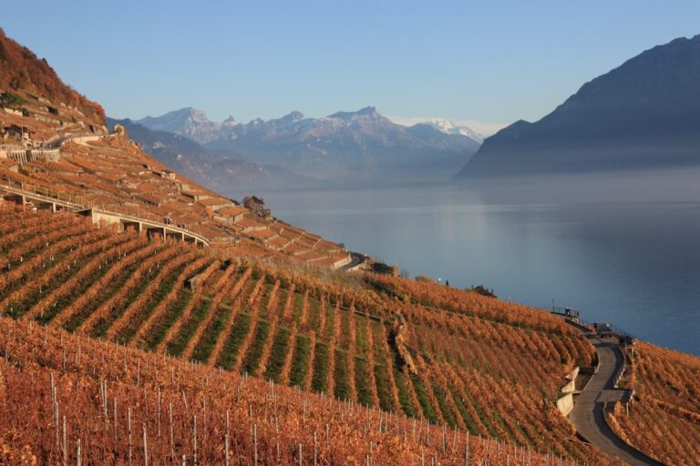 Photo Vineyard landscape